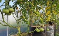Помідори у бочці.  Карколомні врожаї.  Переваги та опис способу вирощування томатів у бочці Чи можна посадити помідори у бочці